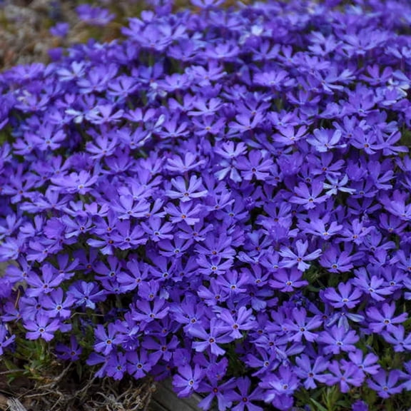 50 Violet Pinwheel Phlox Seeds – Perennial Butterfly Flower Garden Seeds for Outdoor Planting