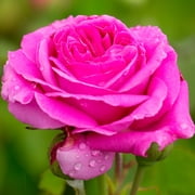 Heirloom Roses Pink Rose Plant - Souvenir Du Président Lincoln Bourbons Rose Bush