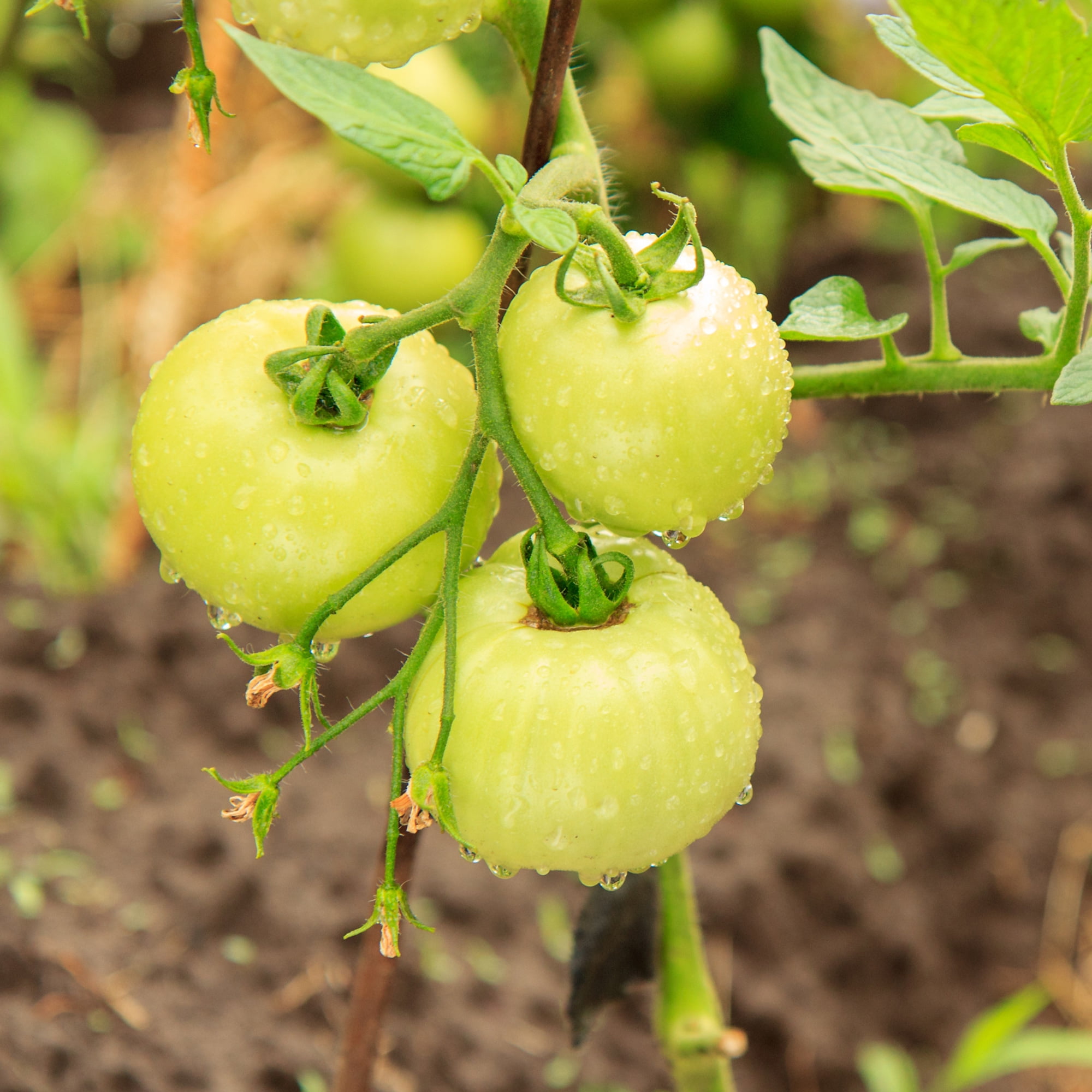 Solanum lycopersicum - Rare - Star Shape Tomato - 10 Seeds - Fresh See –  IDSeeds Farm