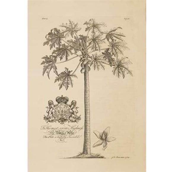 Affiche Arbre à Papaye par George Ehret, 10 x 14 - Petit