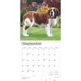 thumbnail image 4 of Saint Bernards | 2025 12x24" (Hanging) Square Wall Calendar | BrownTrout, 4 of 9