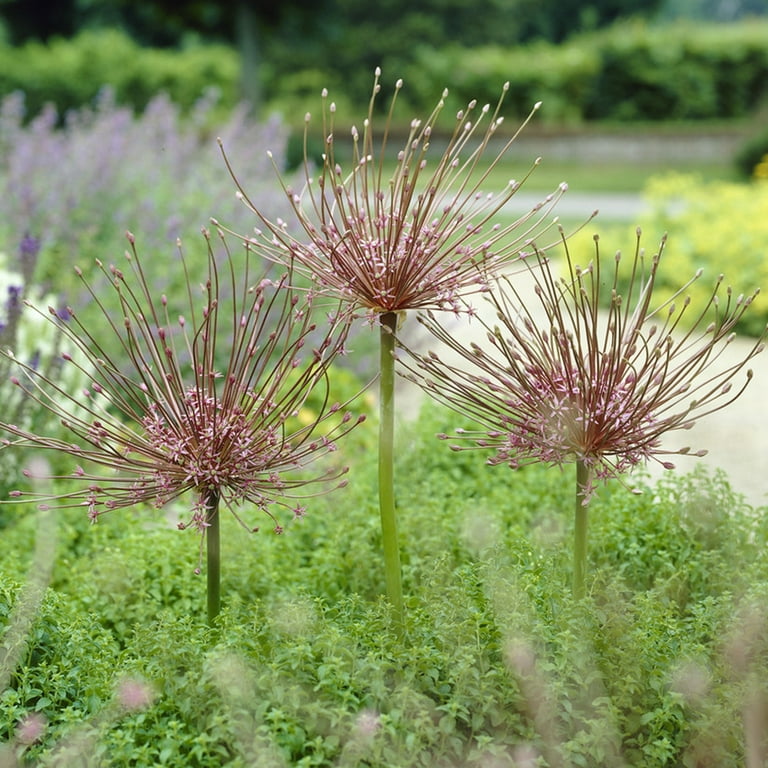 ［新品］SLOTHREAT Allium 新品］SLOTHREAT Allium Longfield Gardens Allium Perennial