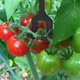 thumbnail image 2 of 50pcs Melon Support Hooks Cantaloupe Watermelon Heavy Duty Plant Hangers For Gardening Home Farm, 2 of 3