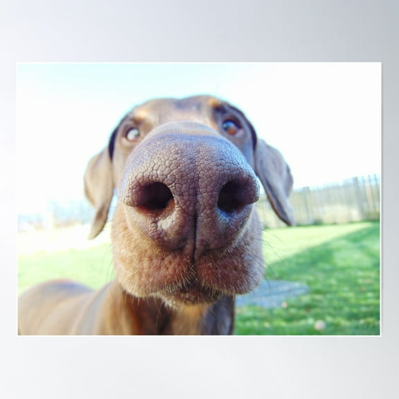 Giant Dog Nose Poster Wall Art, Modern Wall Decor For Living Room Bedroom, 12x18 UNFRAMED