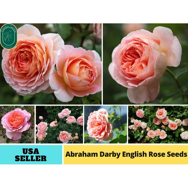 30+ Seeds Abraham Darby Pink English Flower Rose Seeds Authentic