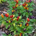 thumbnail image 2 of 25 BOLIVIAN RAINBOW PEPPER Multi Colored Chili Capsicum Annuum Vegetable Seeds, 2 of 10
