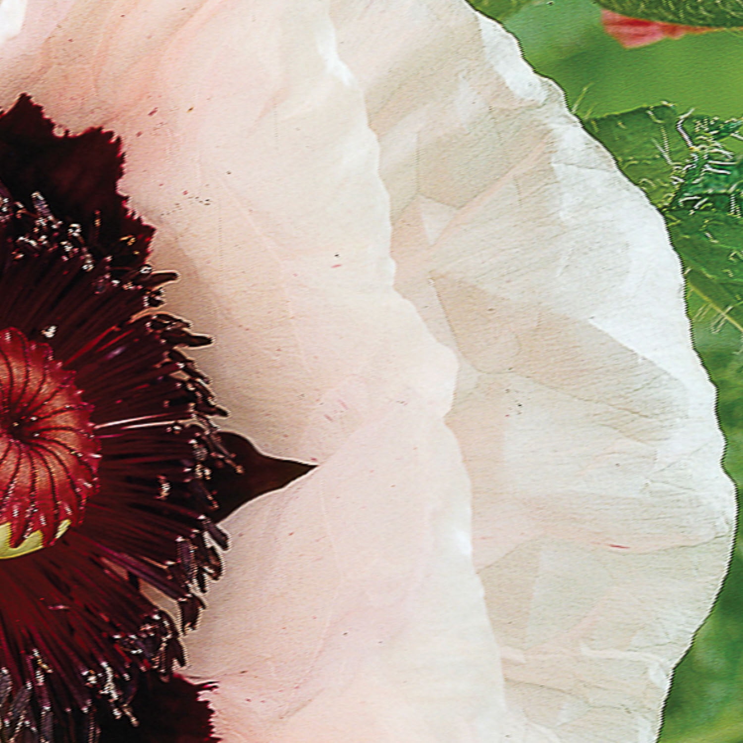 Expert Gardener Papaver Orientalis Mix - Set of 3 Dormant Bulbs