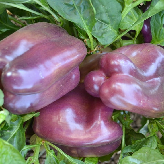 Rose F1 Hybrid Sweet Pepper Seeds - 300 Mg Packet ~40 Seeds - Non-GMO, F1 Hybrid - Vegetable Garden - Capsicum annuum