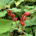 thumbnail image 4 of CQCYD under $5 Plant Training Clips, 90 Degree Plant Training Bending Clips, Low Stress Training LST Garden Tool, Plant Bender for Indoor Outdoor Growth, Hydroponic Gardening Accessory 10 Pack, 4 of 9