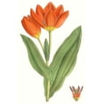 thumbnail image 2 of Curtis  13x18 White Modern Wood Framed Museum Art Print Titled - Curtis Tulips IX, 2 of 4