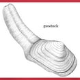 thumbnail image 3 of CafePress - Geoduck T Shirt - Men's Classic Graphic Cotton T-Shirt, 3 of 4