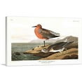 thumbnail image 1 of ARTCANVAS Red Breasted Sandpiper Canvas Art Print by John James Audubon - Size: 26" x 18" (1.50" Deep), 1 of 9