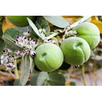 10 GIANT MILKWEED Sodom Apple Calotropis Procera Crown Flower Shrub Seeds