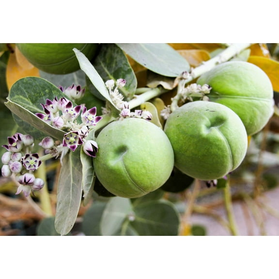 10 GIANT MILKWEED Sodom Apple Calotropis Procera Crown Flower Shrub Seeds