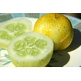 thumbnail image 2 of Cucumber Lemon Great Heirloom Vegetable 100 Seeds, 2 of 3