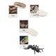 thumbnail image 2 of Figuritas de , juguete, biología, ciencia, etapa de crecimiento educativo, modelo, figuritas de animales, juguetes para decoración de escritorio, pequeños, niñas hormigas Hugo  Juego de crecimiento, 2 of 9