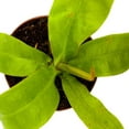 thumbnail image 6 of Nepenthes Ampullaria BAU Green, 2 inch, Winged Pitcher Rare Carnivorous Plant, 6 of 7