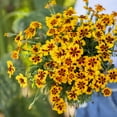 thumbnail image 3 of Eden Brothers French Marigold Seeds (Dwarf) - Dainty Marietta, 3 of 4