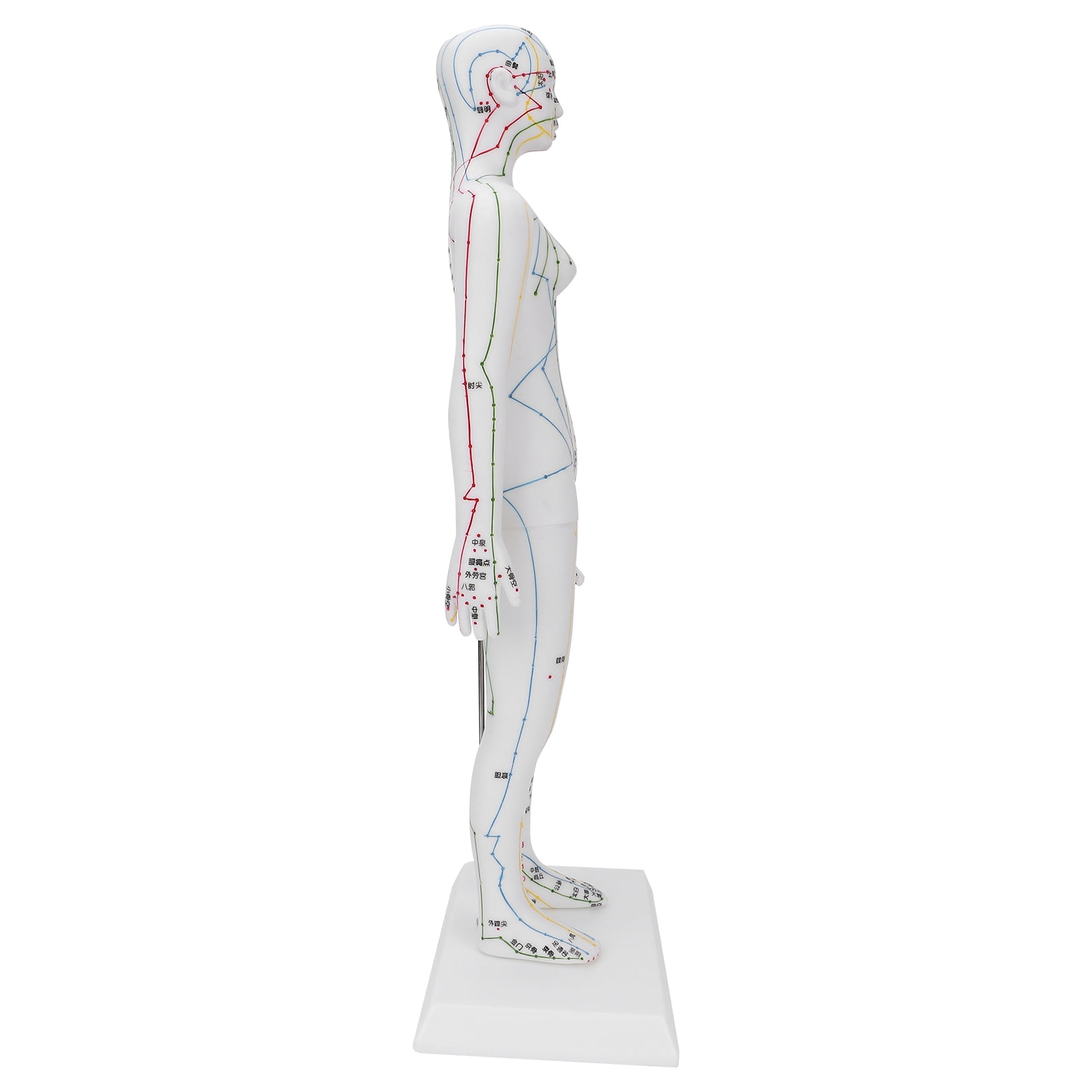 Acupuncture Meridians Model, PVC Highdefinition Lettering Human