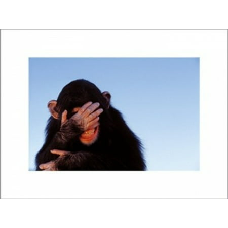 Embarrassed Chimpanzee - Tim Davis Poster Print (16 x 12)