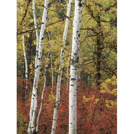 Custer State Park Black Hills - Black Hills Area Custer State Park, Autumn Foliage, South Dakota, USA Print Wall Art By Walter Bibikow
