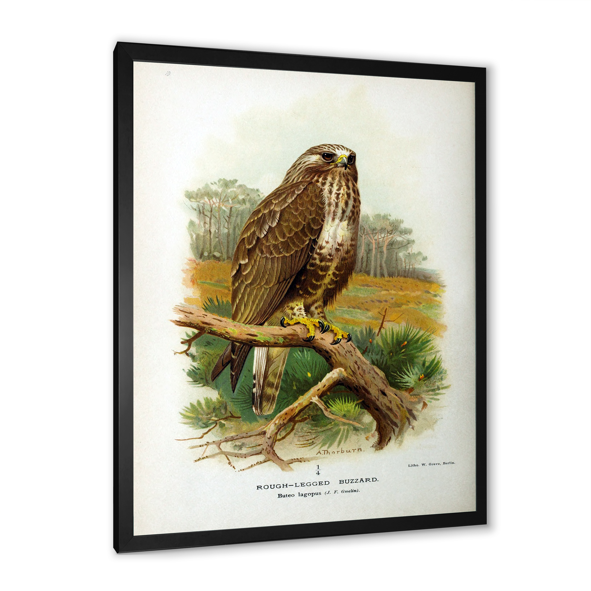 Designart 'Ancient Bird Life IX' Traditional Framed Art Print