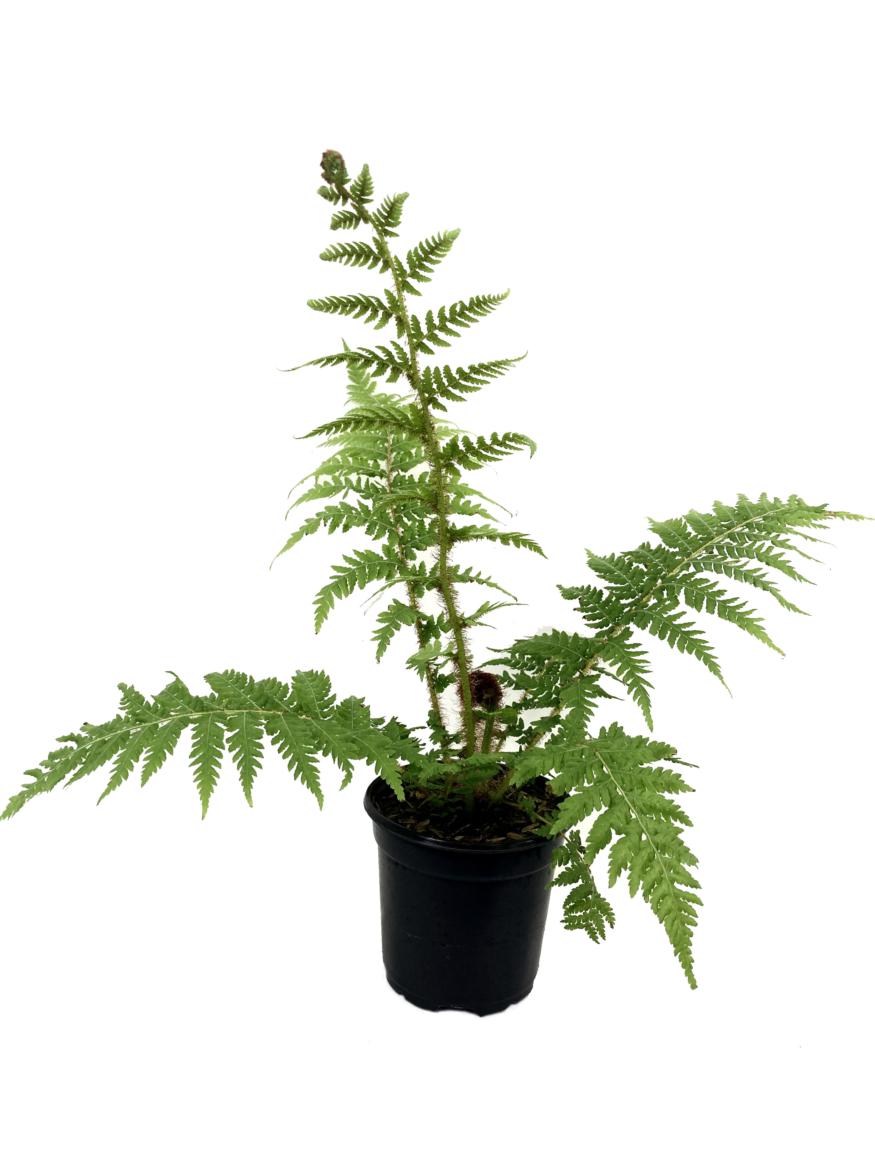 Australian Tree Fern Live Plant in a 4 inch Growers Pot