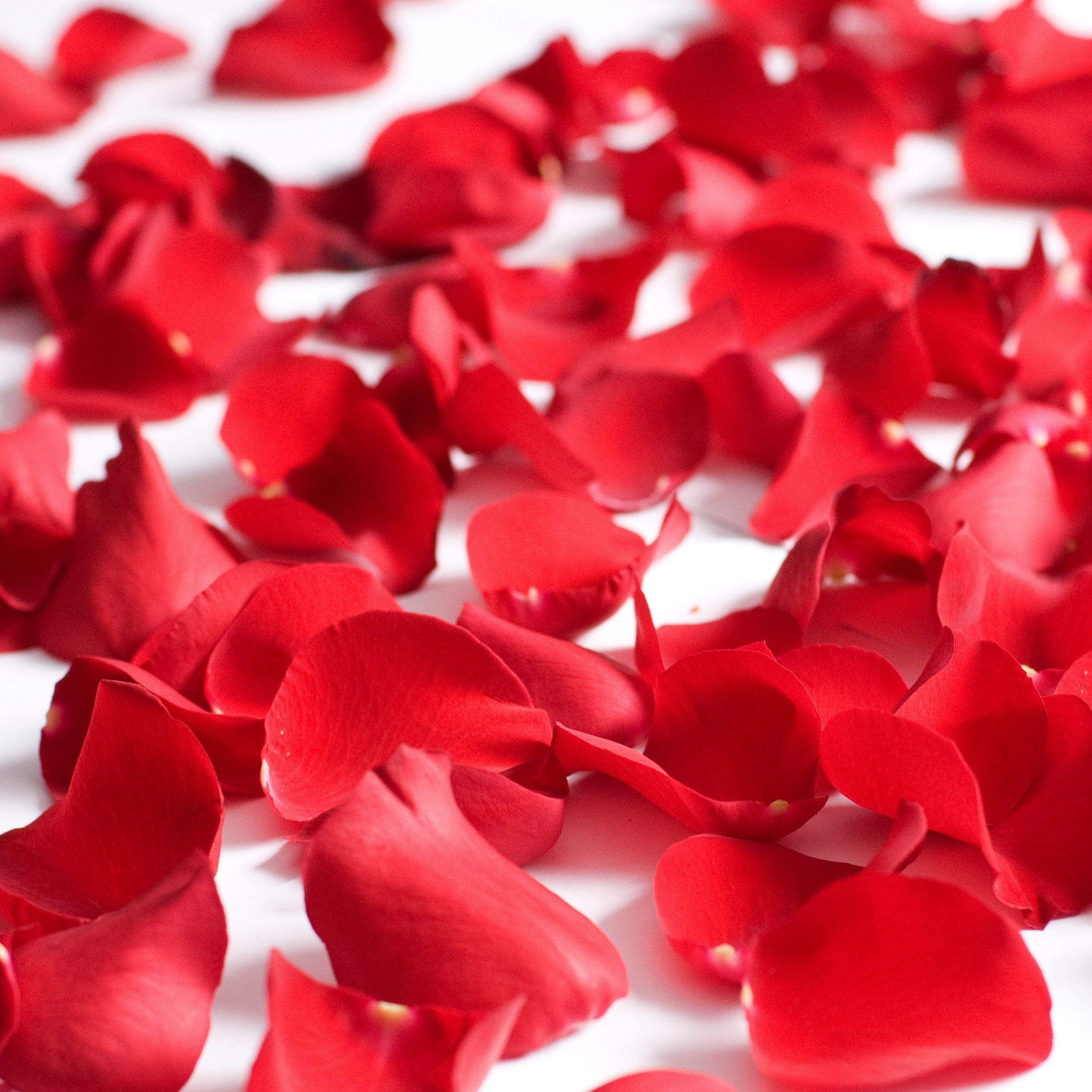 The Ultimate Guide To Finding Rose Petals Near You