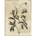 thumbnail image 2 of Grey, Jace 19x24 Gold Ornate Wood Framed with Double Matting Museum Art Print Titled - Earthy floral 1, 2 of 4