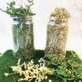thumbnail image 2 of Miangastore 1 Ensemble de Table de Sable Herbe pour Diorama Plantes de Buisson Très Réalistes Modèle avec Kit Diorama Désert pour Projets de Paysage Miniatures Diy, 2 of 8