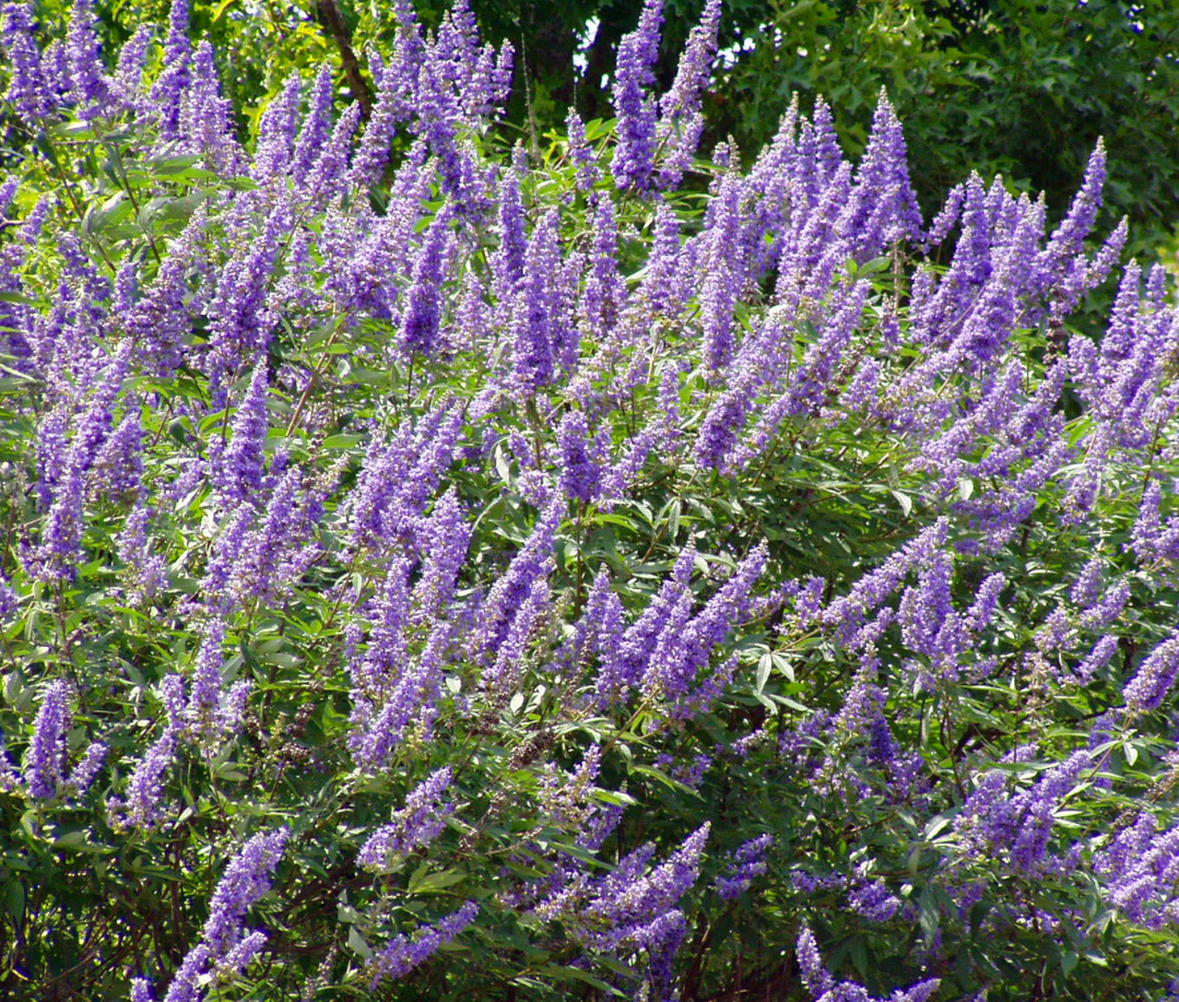 Set 2 Vitex Plants Live for Planting, Lilac Chastetree Plants Lilac Bush Plants for Garden 4inch Pot - Dormant in Winter