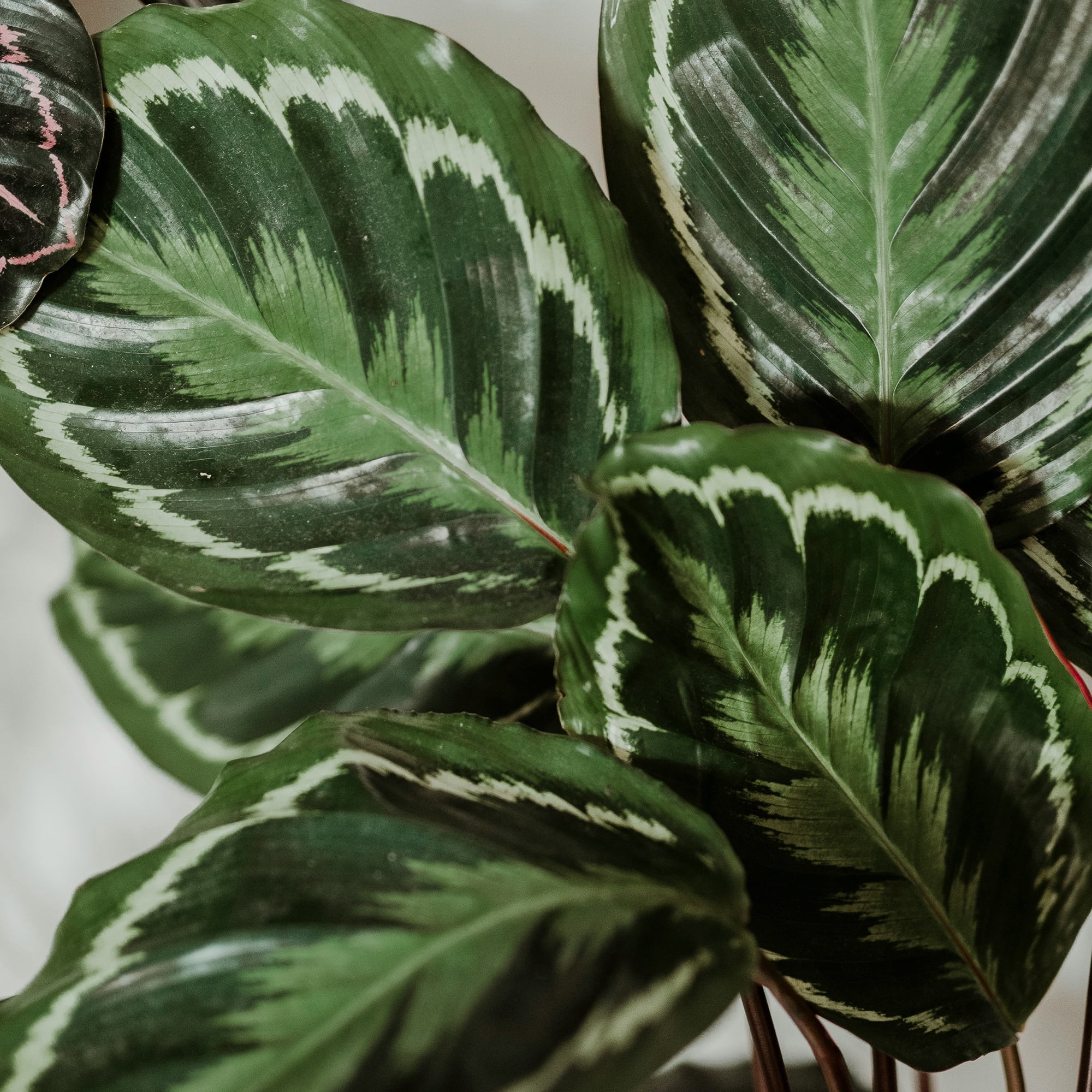 Element Calathea Medallion Live Plant in 6" White Decor Pot (Approx 15" Tall) Prayer Plant