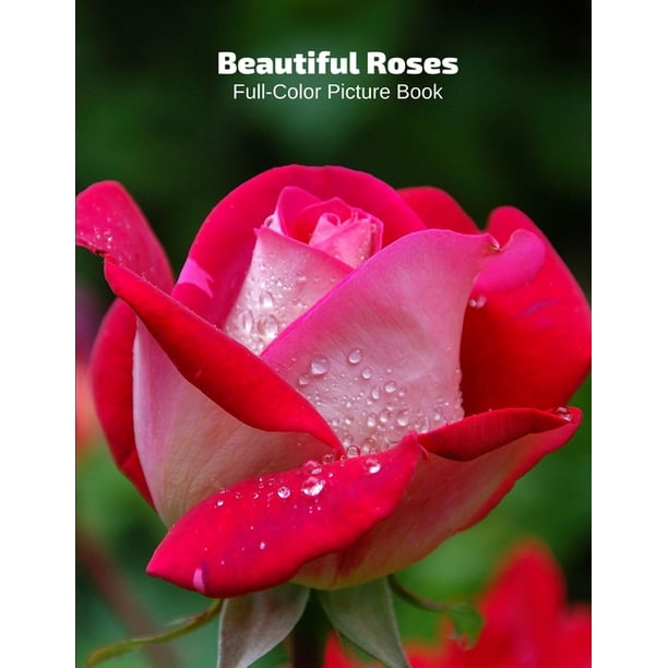 Beautiful Roses FullColor Picture Book Rose Flower Picture Book for