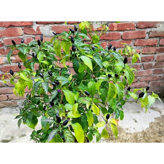 20 Seeds FILIUS BLUE PEPPER Capiscum Annuum Christmas Pepper Vegetable Seeds