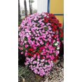 thumbnail image 3 of Elgo Irrigation Plantower Stand-Alone Flowering Planter Terracotta 122cm, 3 of 5