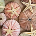 thumbnail image 2 of Bramwell 20x20 Black Ornate Wood Framed with Double Matting Museum Art Print Titled - Starfish and Sea Urchins, 2 of 4