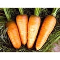 thumbnail image 2 of GSDWIUEW Sweet Carrot Carotel Red Heirloom Vegetable for Planting, 2 of 8