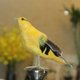 thumbnail image 2 of Adorno de animales con plumas artificiales para jardín, simulación de pájaro Oriole, modelo artístico, decoración al aire libre, 2 of 15