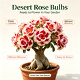 thumbnail image 2 of Desert Rose, Shade Plant for Gardens-Easy Grow-Low Maintenance-Ideal for Beds Borders, Plant Pots & Planters, 2 of 5