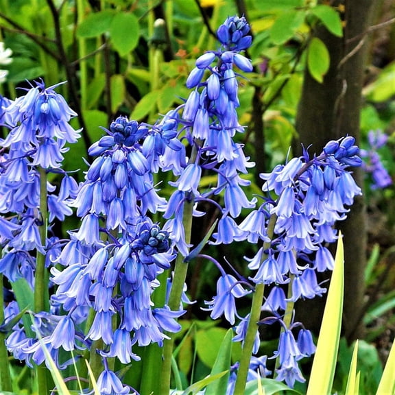 Easy to Grow Spanish Bluebells Blue 10 Plant Bulbs, Flowers Spring Zones 3-8