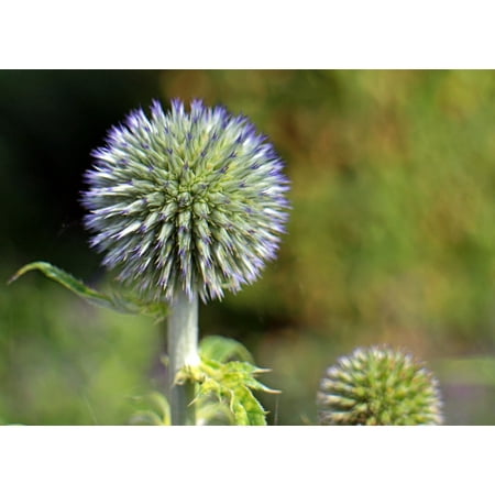 L N Stick Poster Of Echinops Blossom Blue Globe Thistle Plant Bloom 24x16 Adhesive Sticker Print L N Stick Poster Of Echinops Blossom Blue Globe Thistle Plant Bloom 24x16 Adhesive Sticker Print