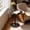 Black COLOR, variant on PinkSheep Small Round Side Table End Table Accent Table Drink Table for Living Room Bedroom Small Spaces, Walnut