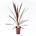 thumbnail image 1 of Awesome Accents #4.33 Red Star Cordyline Spike, 1 of 2