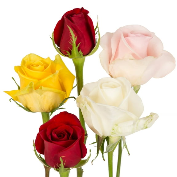 Assorted Colors - Roses - Farm Direct Fresh Cut Flowers - 125 Stems - by Bloomingmore