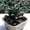 A, variant on Rare Clump Haworthia, Variegated White Spots, Succulent Plant for Indoor Decoration