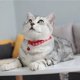 thumbnail image 2 of Black Cat Collars with Bells Paw Print Design Pet Collars Safe Quick Release Cat Collar Adjustable Cute Kitten Collar for Cats or Small Dogs Pet Gifts, 2 of 4