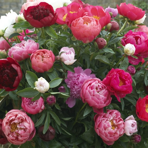 Van Zyverden Peonies Mixed Varieties 6 Plant Roots Multicolor Partial Sun Deer Resistant 2 lbs