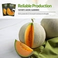 thumbnail image 6 of 2 Packs Hale's Best Melon Seeds - Non-GMO Heirloom Full Sun Annual Vegetable, 6 of 7