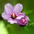 thumbnail image 2 of Rose Of Sharon Hibiscus Organic Live Plant w/ Roots Transplant Starter Bush HIBISCUS-6" Tall 3PK, 2 of 9