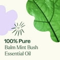 thumbnail image 5 of Plant Therapy Balm Mint Bush Essential Oil 10 mL (1/3 oz) 100% Pure, Undiluted, Natural Aromatherapy, 5 of 8